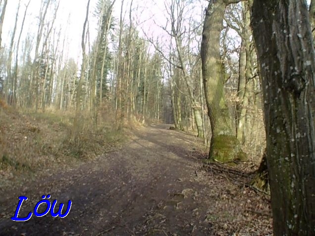 23.2.2021 - Sonnendurchflutteter Wald